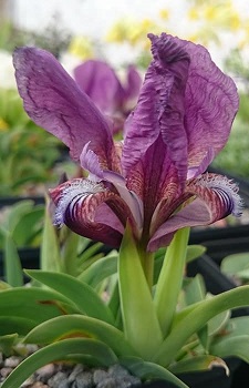 Iris schachtii purple form - 8cm pot